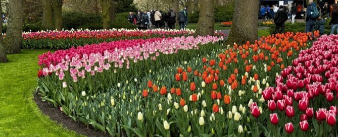 Amsterdam flower garden
